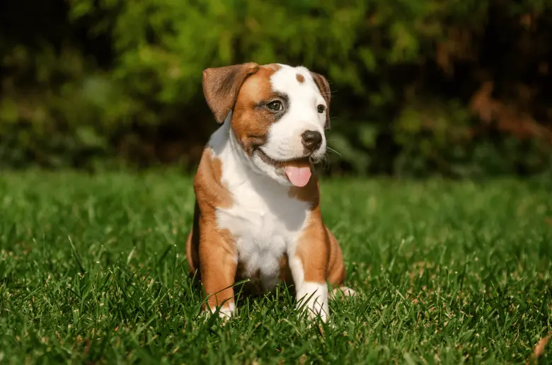 Pupák amerického stafordského teriéra na trávě
